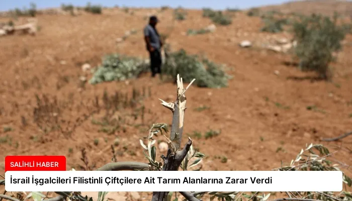 İsrail İşgalcileri Filistinli Çiftçilere Ait Tarım Alanlarına Zarar Verdi
