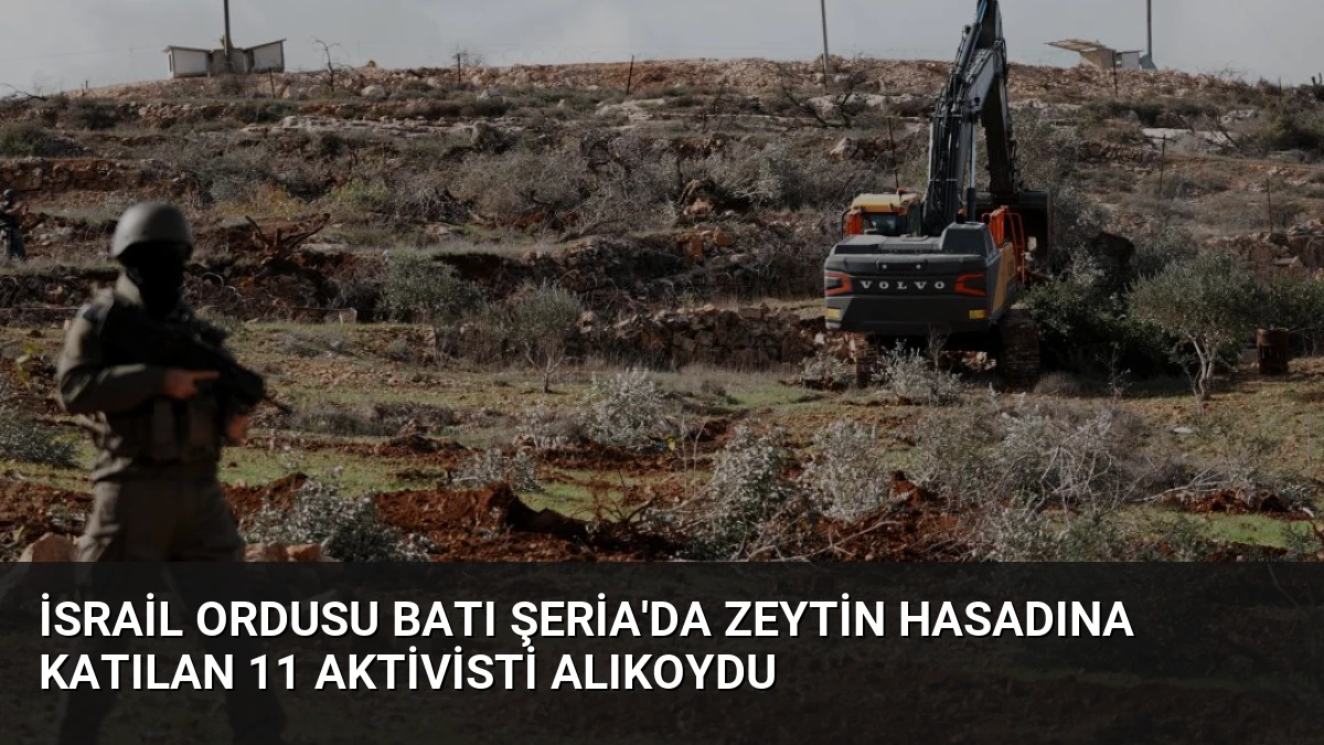 İsrail Ordusu Batı Şeria’da Zeytin Hasadına Katılan 11 Aktivisti Alıkoydu